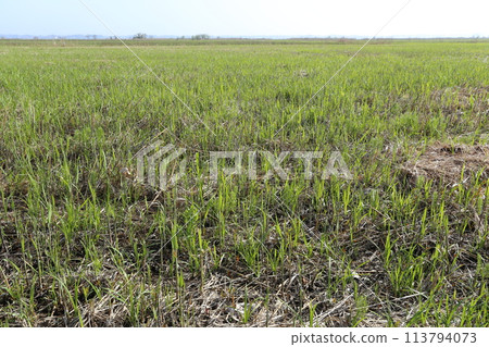 Spring reeds starting to sprout in Kayaba Spring reeds starting to sprout in Kayaba 113794073