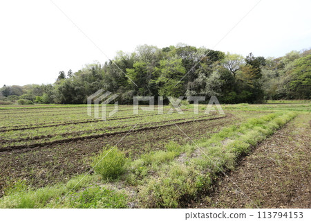 Spring in the valley rice fields as the trees sprout Spring in the valley rice fields as the trees sprout 113794153