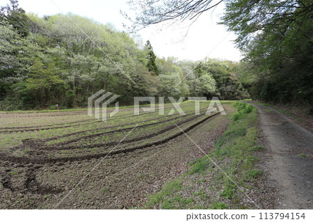 春天的八田，樹木開始發芽。 113794154