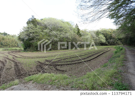 Spring in the valley rice fields as the trees sprout 113794171