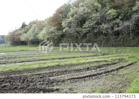 Spring in the valley rice fields as the trees sprout 113794173