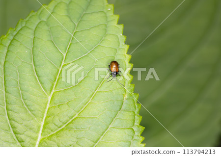 Yellow-tailed Nome 113794213