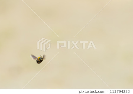 Carpenter bee Carpenter bee 113794223