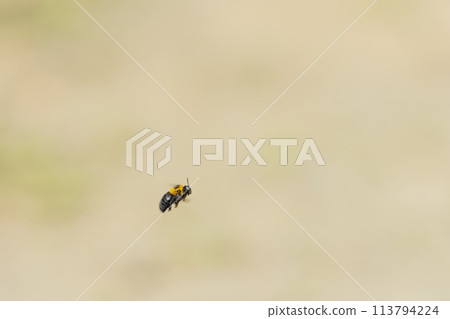 Carpenter bee Carpenter bee 113794224