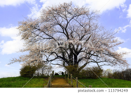 One cherry tree in Tamenai 2 113794249