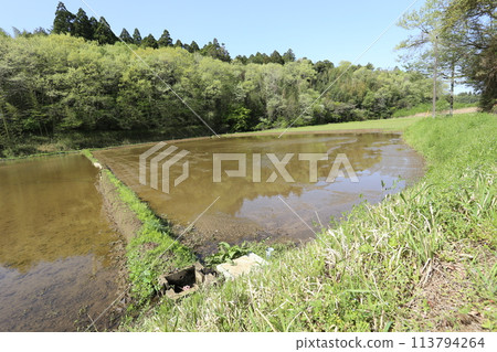 Rice fields in a valley as buds sprout, waiting to be planted Rice fields in a valley as buds sprout, waiting to be planted 113794264