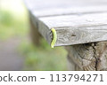 Very hungry caterpillar 113794271