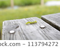 Very hungry caterpillar 113794272