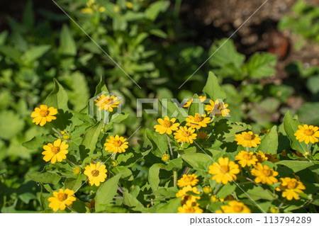 Autumn Melampodium in harmony with green and yellow 113794289