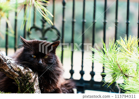 Fluffy black cat Fluffy black cat 113794311