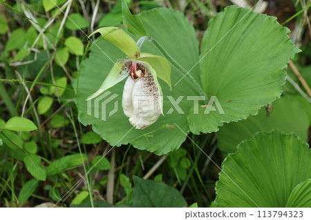 瀕危物種熊谷荘，在竹林旁靜靜綻放。 113794323