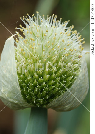 蔥頭上的蔥花、蔥bozu 113794400