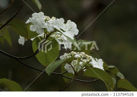 開白花的奧卡門樹 113794526