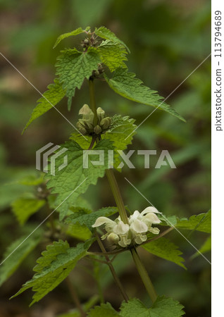 白色的花像舞者 白色的花像舞者 113794689