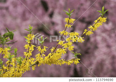 連翹開黃色花 連翹開黃色花 113794690
