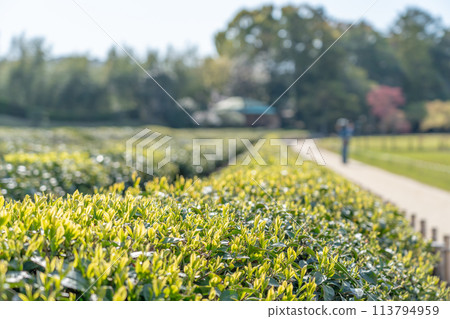 Okayama Prefecture: Beautifully sprouting tea leaves in spring at Korakuen in Okayama 113794959