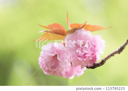 Colorful cherry blossoms shining in the spring sunshine 113795225