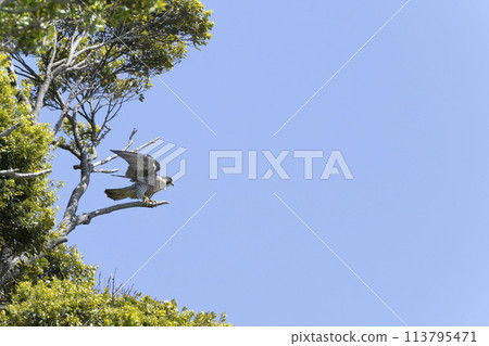 Falcon Falcon 113795471