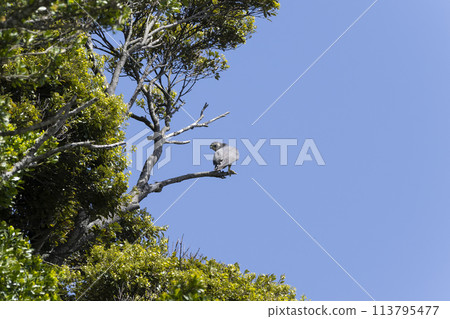 Falcon Falcon 113795477
