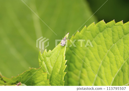 Hiller weevil 113795507