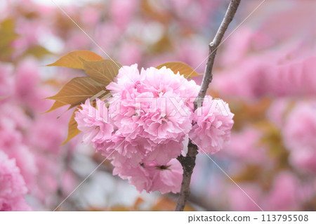 五顏六色的櫻花在春天的陽光下閃耀 五顏六色的櫻花在春天的陽光下閃耀 113795508