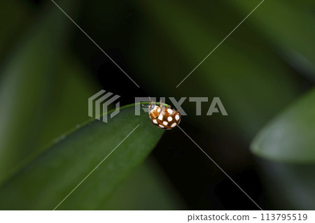 摩爾白獺 摩爾白獺 113795519