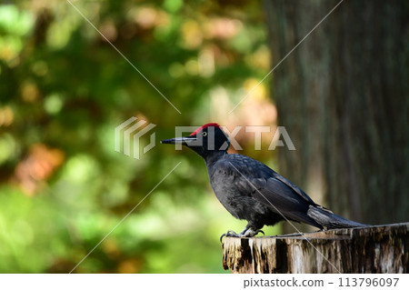 Black woodpecker on a stump Black woodpecker on a stump 113796097