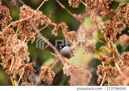 A female bullfinch eating Japanese knotweed berries 113796098