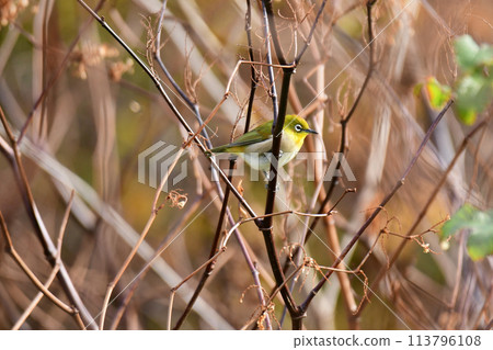 Whitetail stopping on a dead branch 113796108
