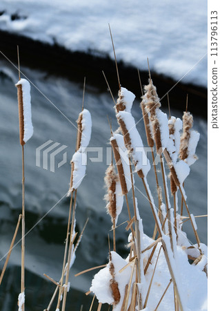 白雪覆蓋的河岸上的香蒲耳朵 白雪覆蓋的河岸上的香蒲耳朵 113796113