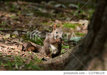 A Hokkaido squirrel standing on the ground eating nuts A Hokkaido squirrel standing on the ground eating nuts 113796129