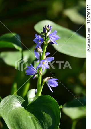 Monochoria korsakowii in autumn 113796133