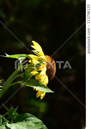 Sunflower seen from the side 113796135