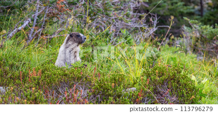 Large Marmot eating grass in Canadian Nature. 113796279