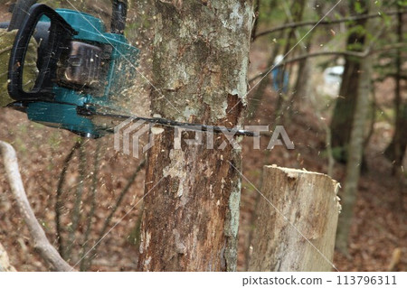 Felling with a chainsaw Felling with a chainsaw 113796311