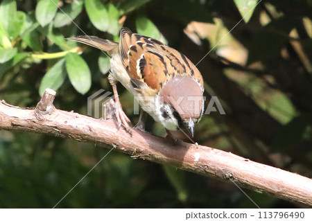 sparrow perch sparrow perch 113796490