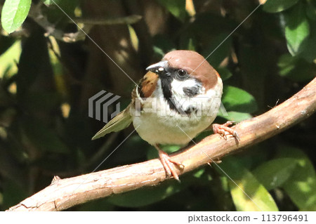 sparrow perch sparrow perch 113796491