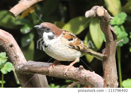 麻雀鱸 麻雀鱸 113796492