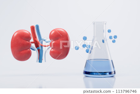 Kidney with biology and health care concept, 3d rendering. Kidney with biology and health care concept, 3d rendering. 113796746
