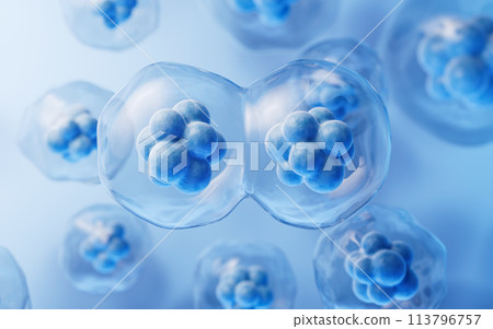 Mitosis of cells with biotechnology concept, 3d rendering. Mitosis of cells with biotechnology concept, 3d rendering. 113796757
