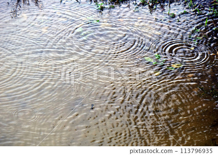 Rain in a puddle 113796935