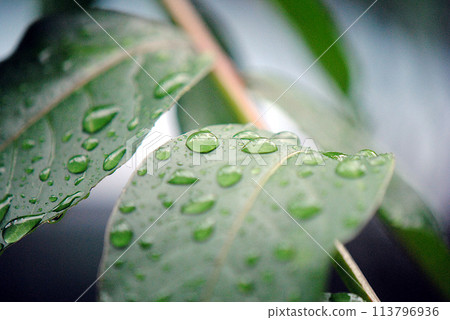 雨打在紫薇葉上 113796936