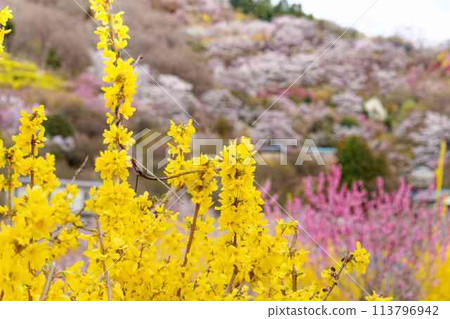 春天的花見山公園,黃色的連翹花開滿了 春天的花見山公園,黃色的連翹花開滿了 113796942
