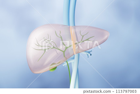Liver organ with health care concept, 3d rendering. Liver organ with health care concept, 3d rendering. 113797003