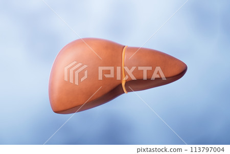 Liver organ with health care concept, 3d rendering. Liver organ with health care concept, 3d rendering. 113797004