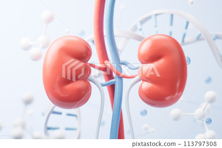 Kidney and biological concept background, 3d rendering. 113797308