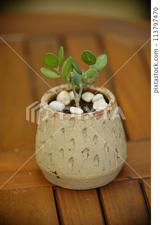 Beautiful decoration Plant in small pot. Green plant in small pot placed as room decorations and interior decor. 113797470