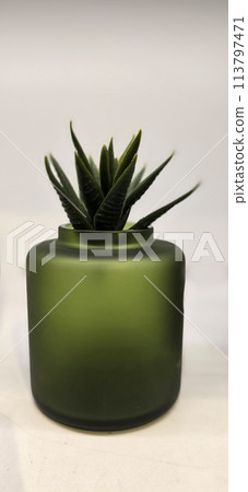 Beautiful decoration Plant in small pot. Green plant in small pot placed as room decorations and interior decor. Beautiful decoration Plant in small pot. Green plant in small pot placed as room decorations and interior decor. 113797471