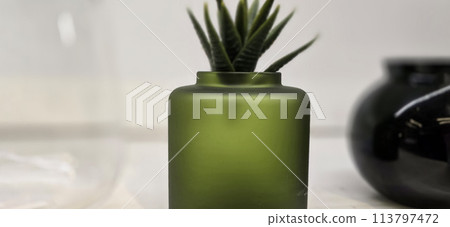 Beautiful decoration Plant in small pot. Green plant in small pot placed as room decorations and interior decor. Beautiful decoration Plant in small pot. Green plant in small pot placed as room decorations and interior decor. 113797472