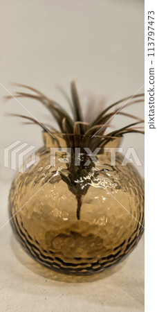 Beautiful decoration Plant in small pot. Green plant in small pot placed as room decorations and interior decor. 113797473